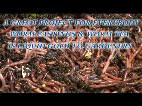 how to collect worms