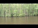 Cypress Swamp South Carolina