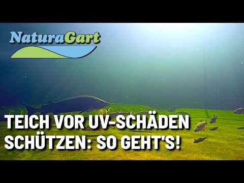 Teiche dauerhaft bauen, Teil 1: Ideale Schwimm-, Fisch- und Naturteiche