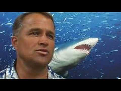 bull shark