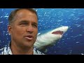 Bull shark Bull shark