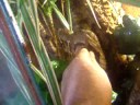 Uroplatus hekeli-Henkel leaf-tail gecko Uroplatus hekeli-Henkel leaf-tail gecko
