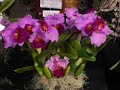 Orchid Fantasia