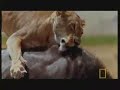 Liger claw and how it works as seen on Ultimate Cat