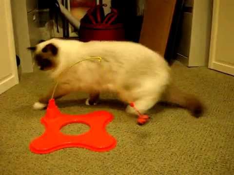 0 Cataction Magneticat 