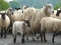 375 suffolk x ewes walk home along rural road for shearing 375 suffolk x ewes walk home along rural road for shearing