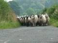 375 suffolk x ewes walk home along rural road for shearing