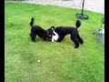 Toby the Pug meets Daisy and Max