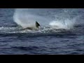 Planet Earth: Great white Planet Earth: Great white