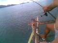 super big fish at sibu kelong