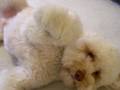 Labradoodle tricks part 2