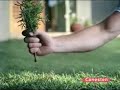 Comercial: Canesten- twister Comercial: Canesten- twister