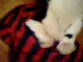 My cat