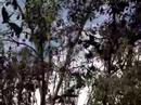 fruitbat-encounter-part-2-of-2.html