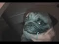 Pig noise