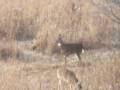 Deer Head Shot