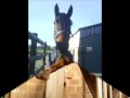 My lovely Horses and Ponies