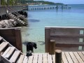 mi bella honduras fortrex25.wmv