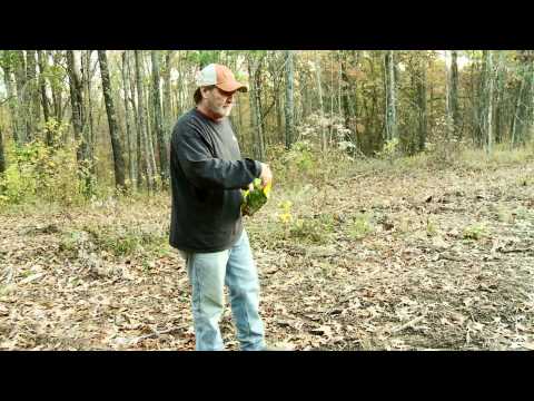 how to plant throw n grow