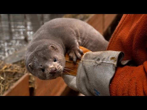 Norwegen: Keine Pelze mehr fr Mntel - Pelzfarmen  ...