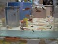Filhotes de bettas