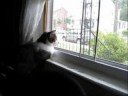 Canon SD1100 IS, time lapse setting, cats at window