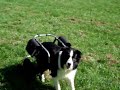 Bob de snelste Border Collie van Rotterdam/Bob geht wie einen wirbelwind in seinem hunderollwagen