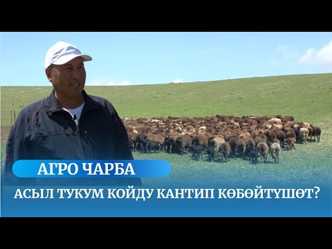Асыл тукум койду кантип көбөйтүшөт? / АГРО ЧАРБА көрсөтүүсү