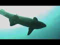 Sand Sharks Cruising a Wreck