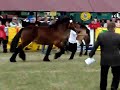 Zimnokrwista roczna klacz Zadra - Stare Pole 2008