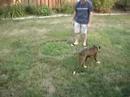 Lacy catches the Frisbee