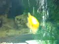 My Gold Gourami's (Destination Calabria) My Gold Gourami's (Destination Calabria)