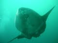 Peixe Lua na Pedra da Lagoa (2008.08.09) - Video 1