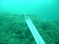 PESCA SUBMARINA LUBINA/ROBALO