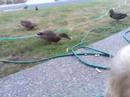 Feeding ducks 2