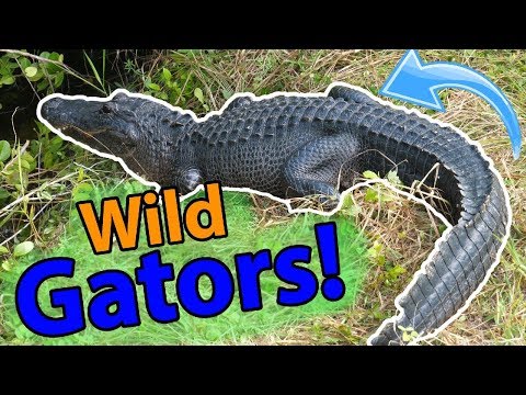 YouTube reptile video
