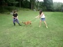 sky boxer puppy tug of war