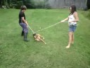 sky boxer puppy tug of war
