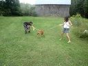sky boxer puppy tug of war
