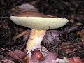 FUNGOS
