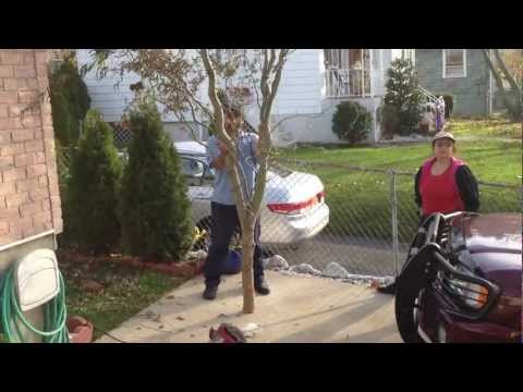 how to transplant a twisted willow