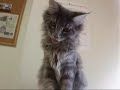 Cliquez pour voir la vid�o