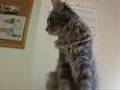 Scottish Fold&Maine coon スコティッシュフォールド&メインクーン