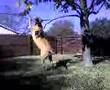 Baloo the Bear Devours the Pecan Tree