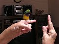 Julieg54 - Gouldian Courtship Dance