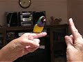 Gouldian Courtship Dance Gouldian Courtship Dance