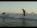 surf mdq 2007