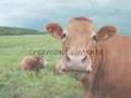 Protección de Animales