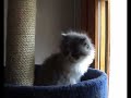 Cliquez pour voir la vid�o