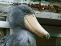 Shoebill-2  What a Wonderful Bird